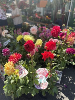 Campbell Farmer's Market by null