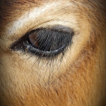 Sugarplum Zoo - Look at thode beautiful eyes on the mini cow - Chocolatiers & Shops Near Me - Temecula, California