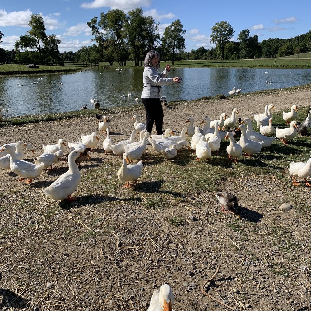 Feeding the geese corn. Feeding the geese corn.