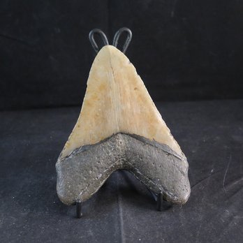 Fossil Shack - Megalodon Tooth - Antiques Near Me - Salem, Utah