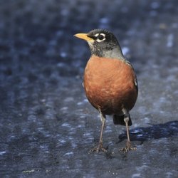 Floral Park - Spring robin taking possession of the trail.  One of many species of bird in the park.