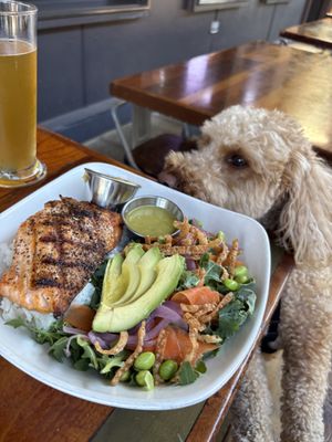 The Barking Dog Alehouse by null