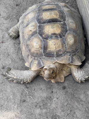 Gator Country by null