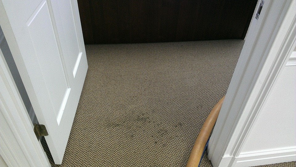 THE CLEAN FORCE COMPANY Greenville, South Carolina Carpet Cleaning