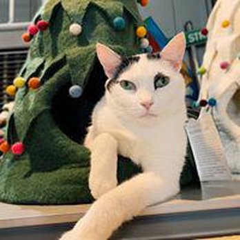 Bark Street Petopia - Bark Street Petopia is a locally owned family operated business in Georgia. We are a one-stop pet store offering a personaliz... - Pet Stores Near Me - Marietta, Georgia