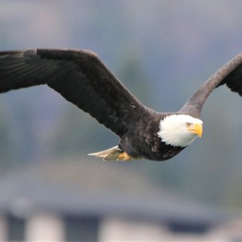Olympic Beach - Female Bald Eagle - Beaches Near Me - Edmonds, Washington