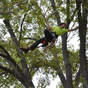 They Might Be Monkeys - John, one of our senior climbers, working in some beautiful central Austin trees. - Landscaping Near Me - Austin, Texas