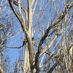 Orcutt Hill Trails - Do you see the woodpecker ?
