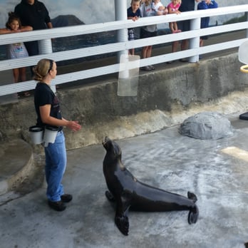 Ocean World - Cora Sea Lion - Aquariums Near Me - Crescent City, California