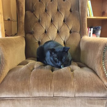 King's Books - Atticus keeping guard! - Bookstores Near Me - Tacoma, Washington King's Books - Atticus keeping guard! - Bookstores Near Me - Tacoma, Washington