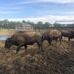 Red Run Bison Farm - Bison