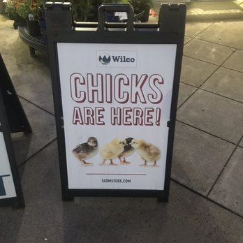 Wilco Farm Store - Battle Ground - Chickens!!!! - Nurseries & Gardening Near Me - Battle Ground, Washington