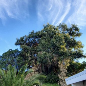Only ME Tree & Land Service - Before picture of my eucalyptus - Fences & Gates Near Me Only ME Tree & Land Service - Before picture of my eucalyptus - Fences & Gates Near Me