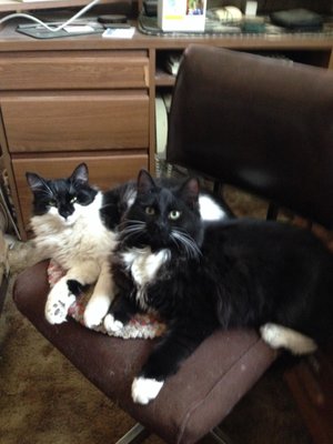 monrovia dog and cat hospital