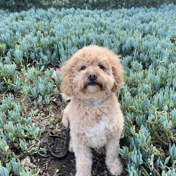 Specialty Dog Training - Bodhi on one of his training field trips! - Pet Training Near Me - Oceanside, California