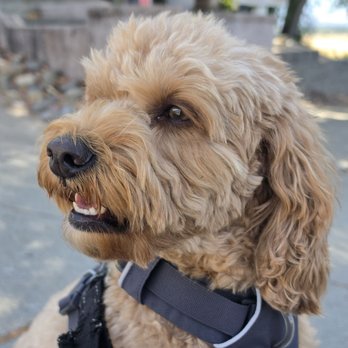 Apronstrings Pet Sitting - Pet Sitting Near Me - Walnut Creek, California Apronstrings Pet Sitting - Pet Sitting Near Me - Walnut Creek, California