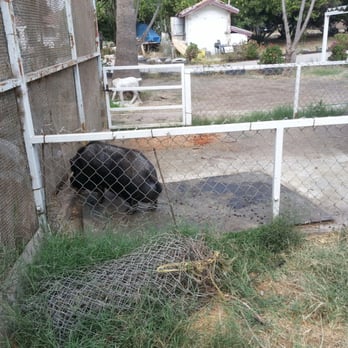 Baja Fun Adventures - Boar at the animal sanctuary - Tours Near Me - Rosarito, BCN