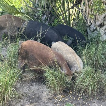 Babcock Ranch Eco Tours - Tours Near Me - Punta Gorda, Florida
