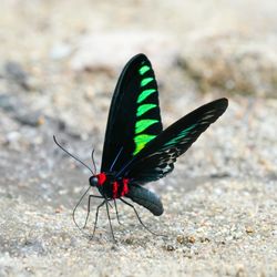 Wedington Animal Hospital - Rajah Brooke's birdwing