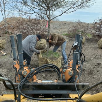 Hoss Tree Farm - two men working on a tree - Tree Services Near Me Hoss Tree Farm - two men working on a tree - Tree Services Near Me
