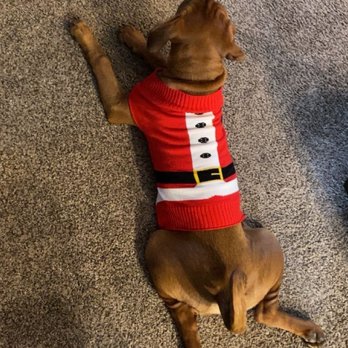 WinCo Foods - a dog wearing a sweater - Grocery Near Me - Clackamas, Oregon WinCo Foods - a dog wearing a sweater - Grocery Near Me - Clackamas, Oregon
