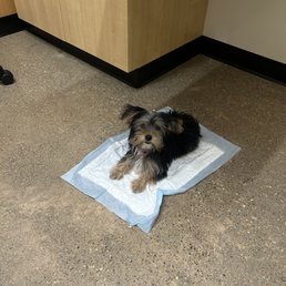 My little fur baby waiting to get her vacc. My little fur baby waiting to get her vacc.