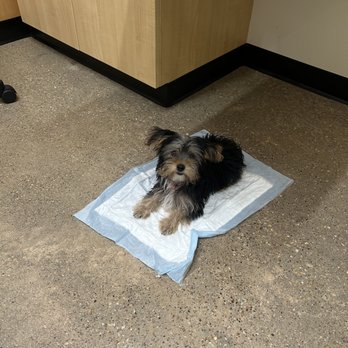 Modern Animal Addison - My little fur baby waiting to get her vacc. - Veterinarians Near Me - Dallas, Texas Modern Animal Addison - My little fur baby waiting to get her vacc. - Veterinarians Near Me - Dallas, Texas