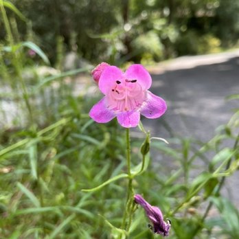 SARAH P DUKE GARDENS - Updated January 2025 - 1674 Photos & 367 Reviews