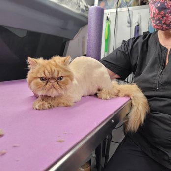 Royal Pets - After - Pet Groomers Near Me