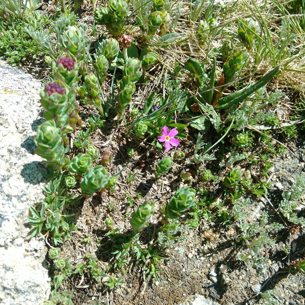 Mt. Evans Wilderness - Wild flowers at Mt Evans, they don't attack - Hiking Near Me Mt. Evans Wilderness - Wild flowers at Mt Evans, they don't attack - Hiking Near Me