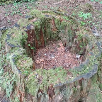 Gifford Pinchot National Forest - Nature's Heart! - Hiking Near Me