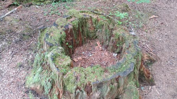Gifford Pinchot National Forest by null