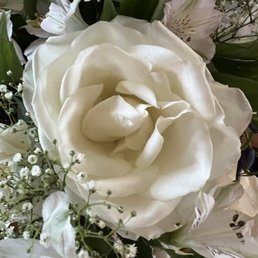 Starting to drop petals Starting to drop petals