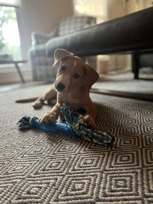 Lucky Dog Animal Rescue by null