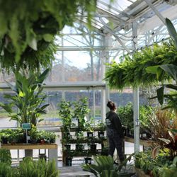 Cross Creek - Our West End locations greenhouse