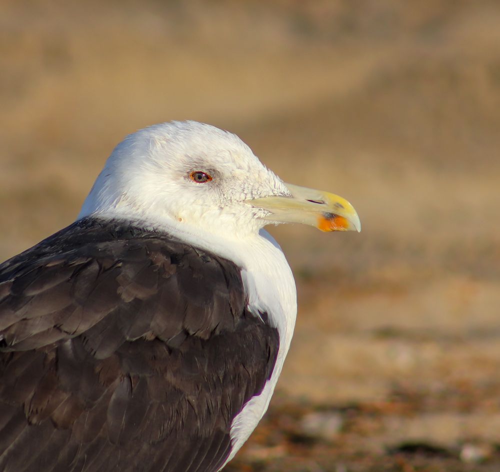 Native Birding Tours