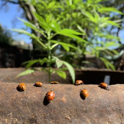 Scarborough Ace Hardware - 3000 free lady bugs a week challenge invited and accepted by myself see you next week #quarantinehobbieshop