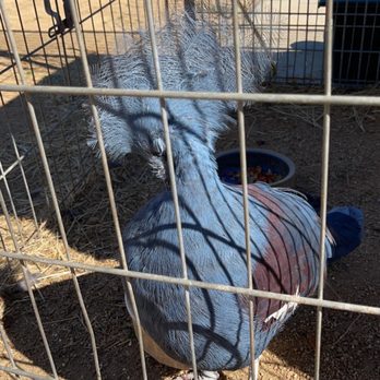 Sugarplum Zoo - Chocolatiers & Shops Near Me - Temecula, California