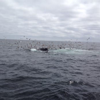 Captain John Boats - Fishing Near Me - Plymouth, Massachusetts