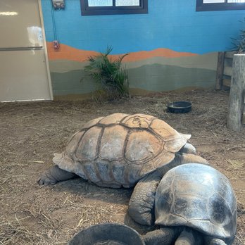 Indianapolis Zoo - Giant Tortoise - Zoos Near Me - Indianapolis, Indiana Indianapolis Zoo - Giant Tortoise - Zoos Near Me - Indianapolis, Indiana