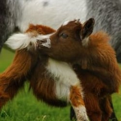 Warren Mill Farm Park - Photo from official website: http://www.warrenmillfarm.co.uk/