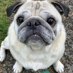 Essential Cleaning Solutions - Pug