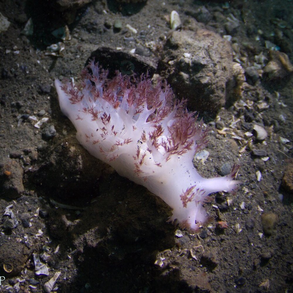 Seattle Dive Tours - Huge nudibranch!! - Tours Near Me - Seattle, Washington Seattle Dive Tours - Huge nudibranch!! - Tours Near Me - Seattle, Washington