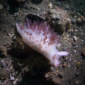 Seattle Dive Tours - Huge nudibranch!! - Tours Near Me - Seattle, Washington Seattle Dive Tours - Huge nudibranch!! - Tours Near Me - Seattle, Washington