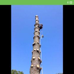 Southern Tree Removal
