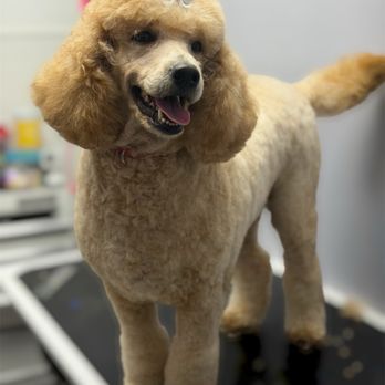 Luxe Pups - Pet Groomers Near Me - Chino, California