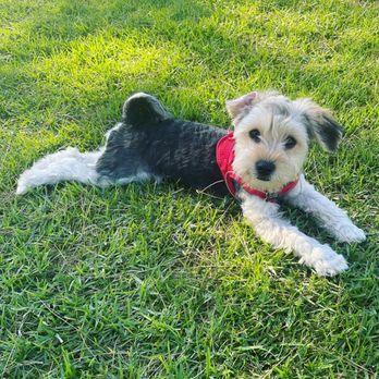 Irvine Central Bark Dog Park - Puppy Salem having fun! :) - Dog Parks Near Me - Irvine, California Irvine Central Bark Dog Park - Puppy Salem having fun! :) - Dog Parks Near Me - Irvine, California