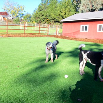 Lone Pine Dogs Daycare - Pet Boarding Near Me Lone Pine Dogs Daycare - Pet Boarding Near Me