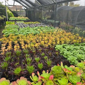 Azul and Verde Nursery - Nurseries & Gardening Near Me - Torrance, California Azul and Verde Nursery - Nurseries & Gardening Near Me - Torrance, California