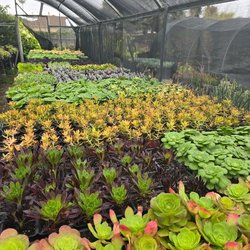 Azul and Verde Nursery